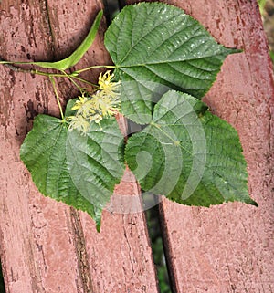 Árbol de tilo 